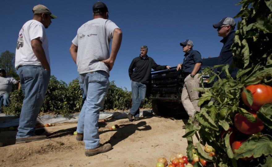 State Sen. Scott Beason, R-Gardendale (center) talks with tomato farmers about the new Alabama immigration law on Chandler Mountain in Steele, Ala. Beason, who helped draft the measure, said he was sticking by the law although he would try to find relief for farmers who rely on migrant workers to harvest their crops.