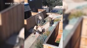 A still from a video shot by a bystander on May 7, 2018, appears to show Deputies Nicholas Morgan and Joshua Nahan showing a Vista man into a wooden fence.