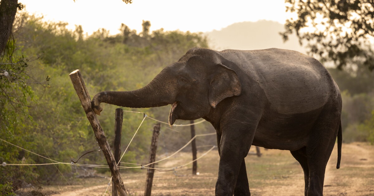 Elephants eat their crops. Farmers strike back. It's a war that's only getting worse