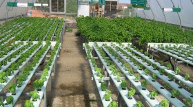 The greenhouse at Archi's Acres, an organic farm in Valley Center, California.
