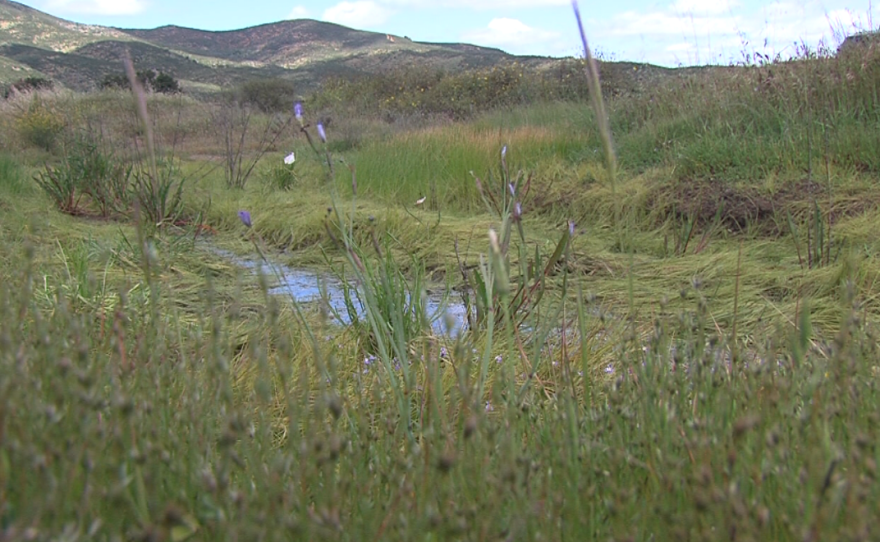 Vernal pool still holding water was in San Diego County's Proctor Valley April 13, 2017.