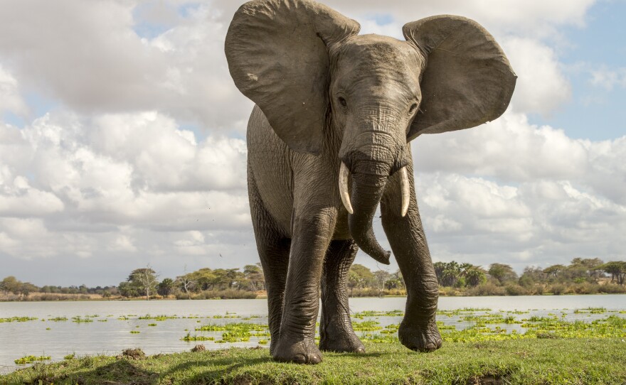 The Selous Game Reserve in Tanzania has seen its elephant population, one of the largest on the continent, go from 110,000 to fewer than 45,000 in the past decade due to poaching.