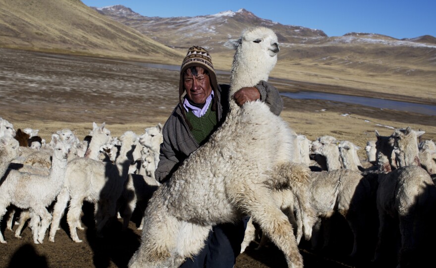 Agustin Mayta Condori shows a sick alpaca, which he predicted would die the next day because of subfreezing temperatures in the southern Andes in Peru. Thousands of alpacas have died in the region.