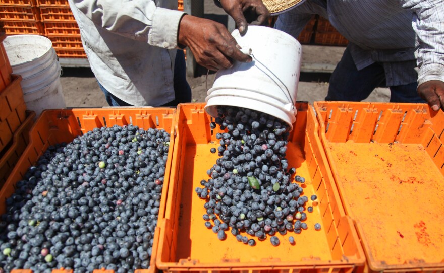 blueberryworkers-1_wide-b29ed95287d2940a07b9bc5b603c84887893879a.jpg