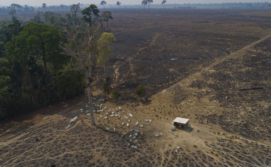 Cattle graze on land burned and deforested by cattle farmers near Novo Progresso, Para state, Brazil. Brazil is among the nations that have signed a pledge to protect forests.