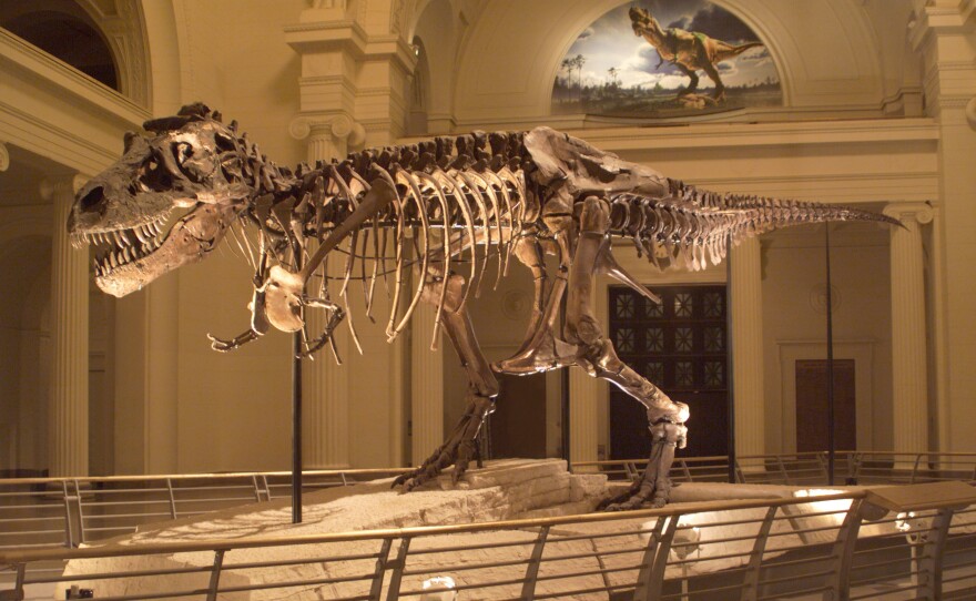 Beloved by thousands, Sue the Tyrannosaurus rex is moving from her home in the main exhibition hall of Chicago's Field Museum to her own private suite on the second floor.