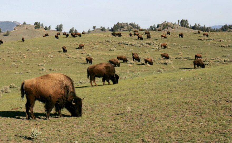 A bison herd roams the Little America section of Yellowstone National Park.