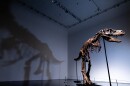 A Gorgosaurus dinosaur skeleton, the first to be offered at auction, at Sotheby's New York, Tuesday, July 5, 2022, in New York.