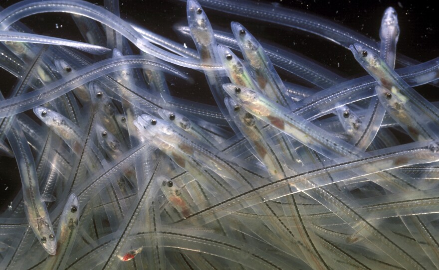 Young European eels (Anguilla anguilla) are called "glass eels" at that stage because they're transparent except for a dark spine down the middle.
