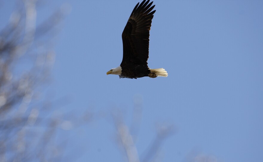 A bald eagle flies over its nest in Middle River, Md., in 2009.