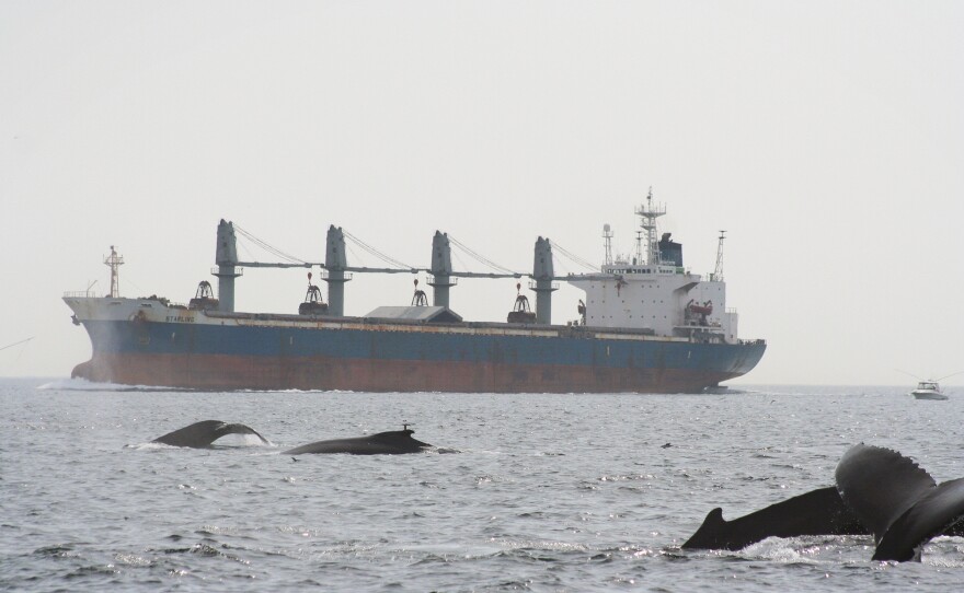 Humpback whales and tanker in Stellwagen Bank National Marine Sanctuary in Massachusetts Bay.