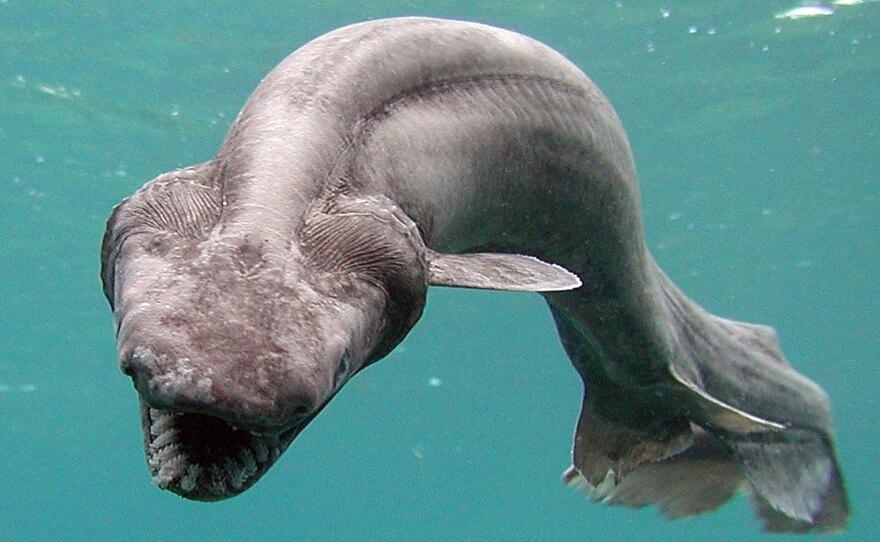 A frilled shark swims in a tank after being found by a fisherman off Japan's coast in 2007. One of the rare creatures was recently caught in Australia, shocking fishermen.