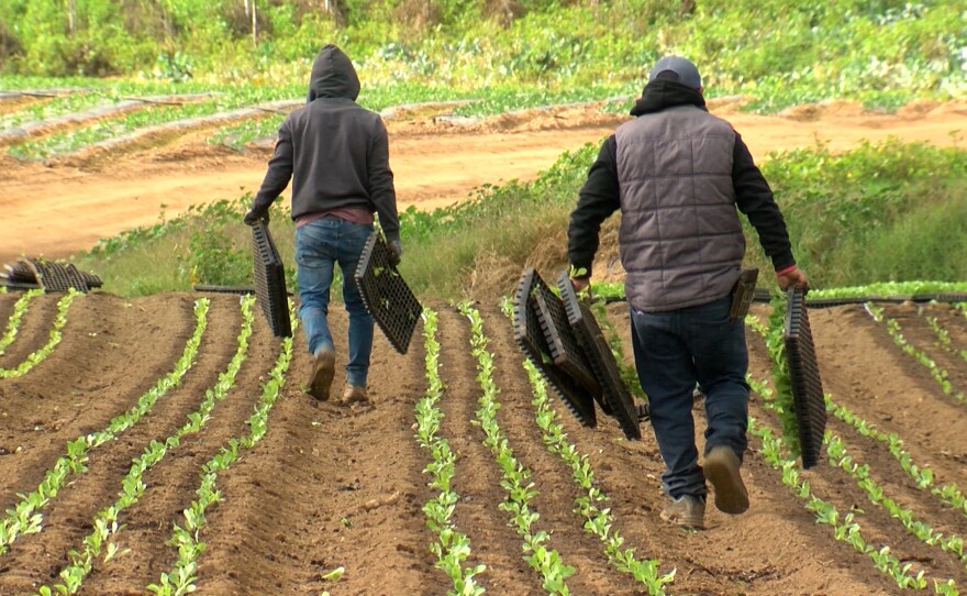 Workers are shown walking down rows of freshly planted lettuce at Rodriguez Family Farms on Jan. 10, 2024.