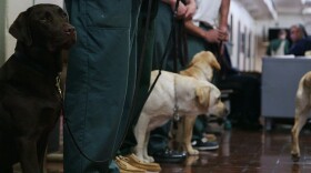In the inspirational documentary "Prison Dogs," inmates convicted of violent crimes find a second chance at life by training puppies to become service dogs for veterans suffering from PTSD. 