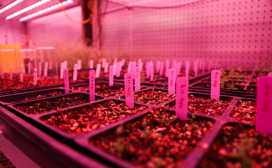 Salk Institue scientists grow crops to test how deeper roots can help remove more carbon from the atmosphere on Oct. 5, 2026.