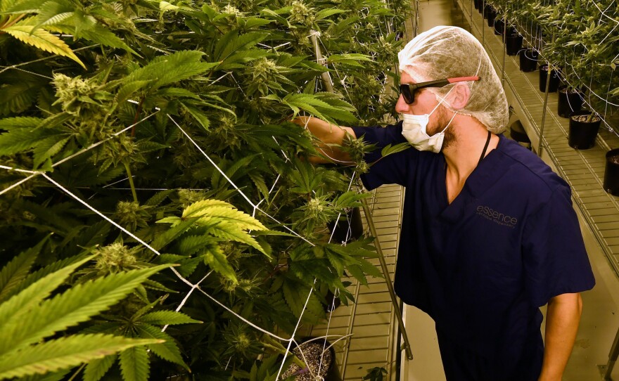 A man tends to marijuana plants at a 54,000-square-foot marijuana cultivation facility in Las Vegas. In Nevada's first weekend of recreational pot sales, "well over 40,000 retail transactions" were carried out, tax officials say.