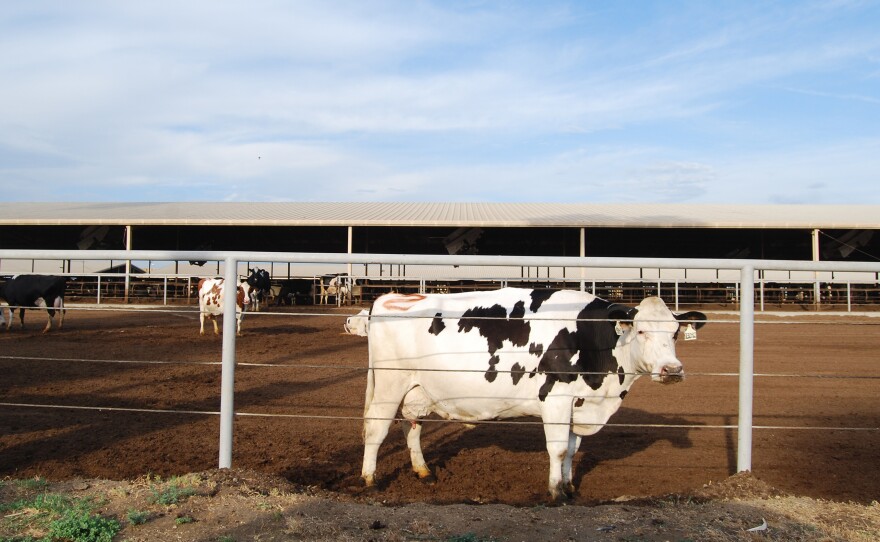 One of the hornless Holsteins at Steve Maddox's California dairy farm. Maddox is beginning to breed hornless cattle into his herd, but it's slow going.