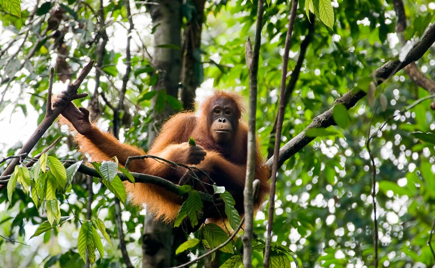 Our close cousins, orangutans carry several viruses that could potentially jump into people and cause outbreaks, including a new herpes virus and a new virus related to polio. In Borneo, orangutan populations are dwindling as their habitat is destroyed. Only about 40,000 individuals remain.