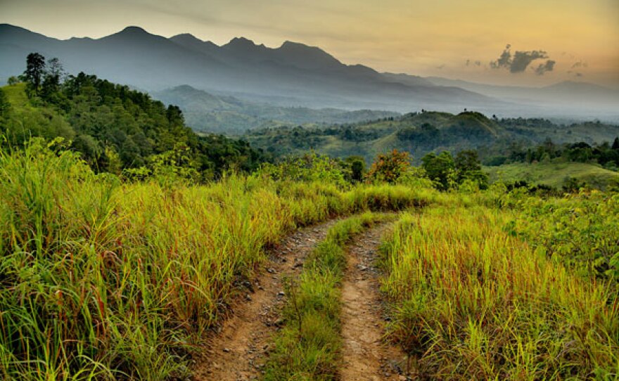 The Jantho Nature Reserve is home to a new orangutan population, Jantho Nature Reserve, Aceh, Sumatra, Indonesia.