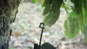 Avocado trees are watered at a grove in Bonsall, June 3, 2021.