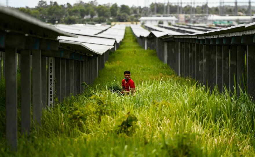 A man cutting grass next to solar panels in Vietnam's southern An Giang province.