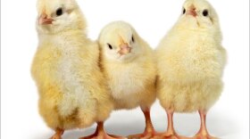 According to Catherine Salmon, middle children's negotiating skills are often better developed than those of their siblings.