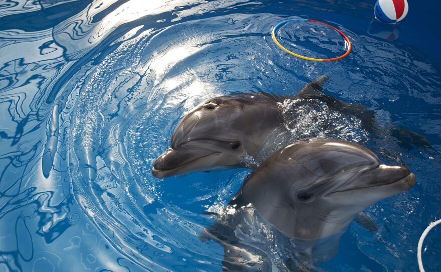 Dolphins play at the Sevastopol State Oceanarium in Crimea, on March 30, 2014. After Russia annexed Crimea, its military revived a Soviet-era dolphin-training program.