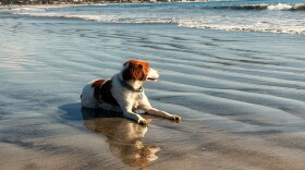 Zoe a brittany watches the waves at Coronado dog beach on January 25, 2026.