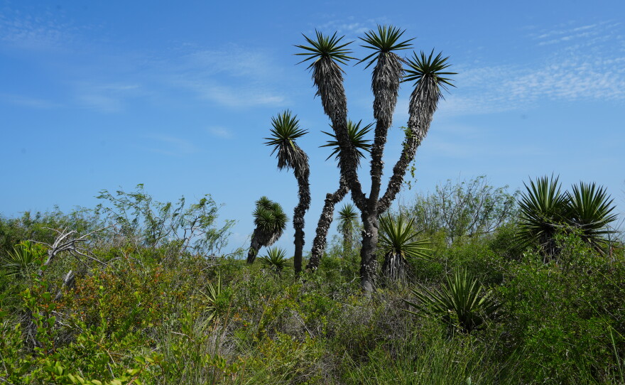 Vegetation grows in a piece of land next to the Starbase, in south Texas.