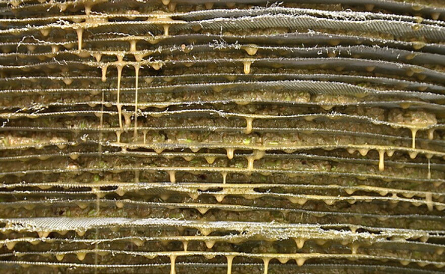 Olive oil press featured in A GROWING PASSION "For The Love Of Olives."