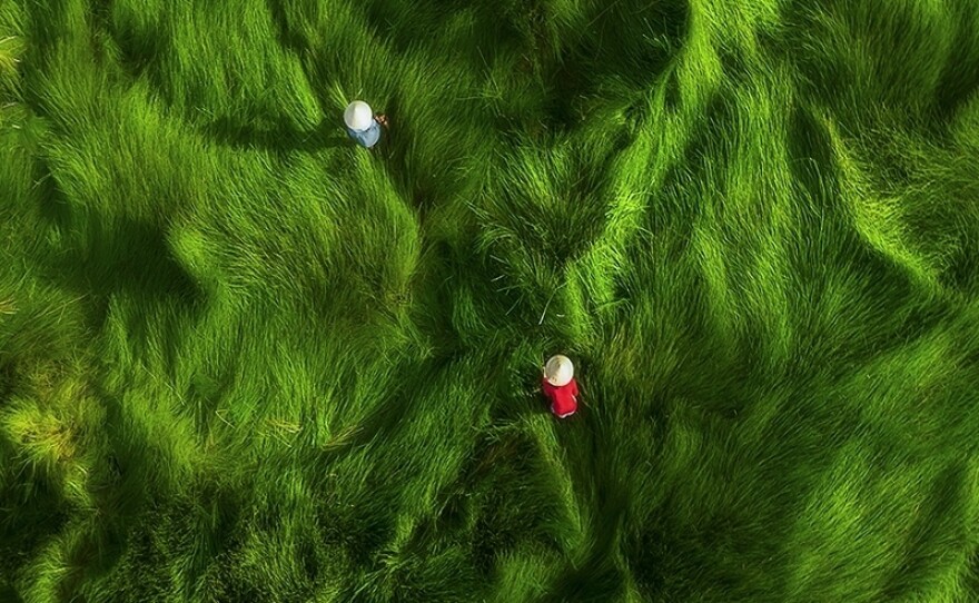 Women harvest grass in Vietnam. The grass has many uses, including as fodder for animals and fertilizer.