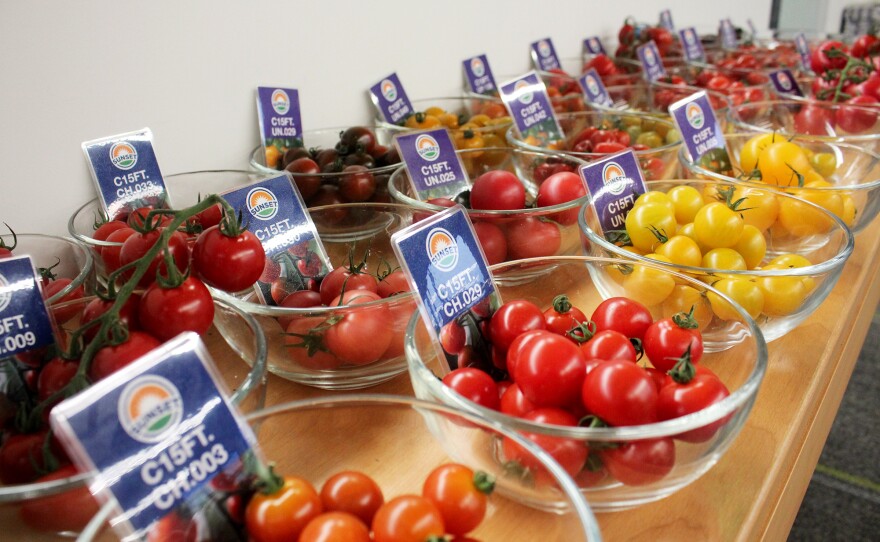 At the headquarters of Mastronardi Produce, new tomato varieties are available for tasting.