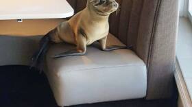 Sea lion pup enjoys the ocean view at The Marine Room, Feb. 4, 2016. 