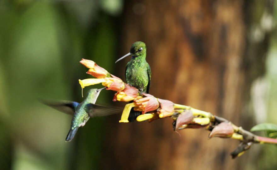 Green-crowned brilliant (Heliodoxa jacula) eyes an approaching hummingbird. Mindo, Ecuador.