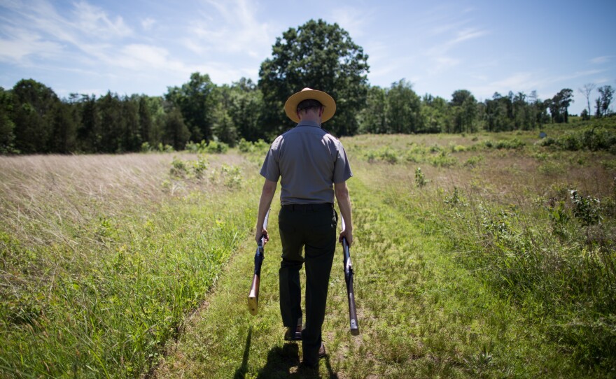 Brandon Bies carries two muskets from the Civil War era to the site at Deep Cut. The soldiers whose limbs were found in the pit were likely wounded during a charge along the Deep Cut ridge.