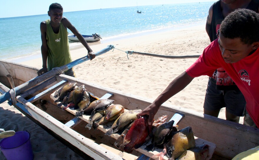 Fish caught in southwestern Madagascar by subsistence fishermen who travel in pirogues — with sails made of rice sacks — to capture fish with nets or lines.