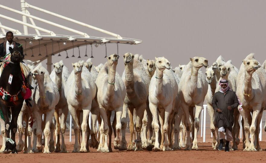 Saudi men lead camels during a beauty contest as part of the annual King Abdulaziz Camel Festival in Rumah, Saudi Arabia, on Friday. A dozen camels were banned from the competition for receiving Botox injections.