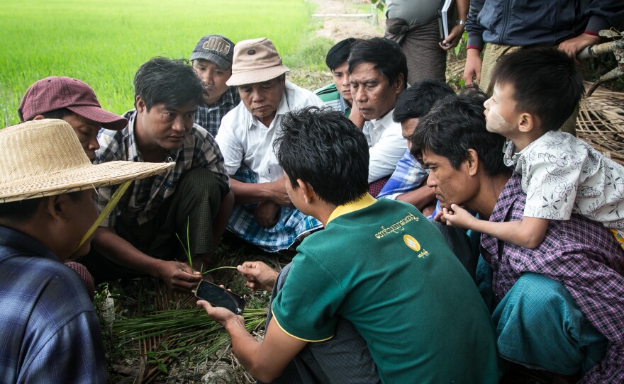 Farmers in the Irrawaddy Delta get a lesson in the Farm Advisory Services smartphone app, which can connect them with agricultural experts.