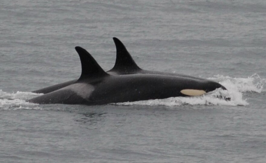 In this photo, taken Saturday and released by the Center for Whale Research, an orca known as J-35, foreground, swims with podmates near Friday Harbor, Alaska.