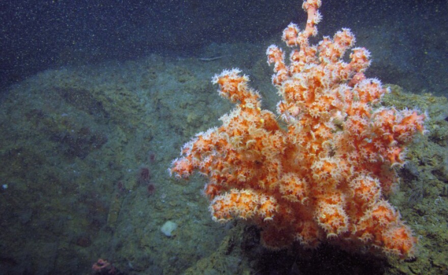 A small bubblegum coral in Norfolk Canyon.