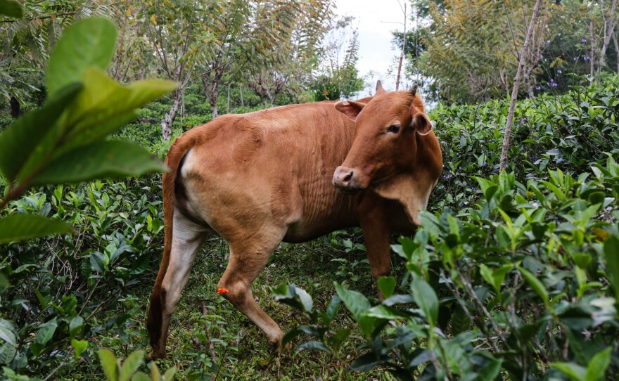 Cows, which provide organic manure for the estate, wander the property freely and occasionally trample tea plants.