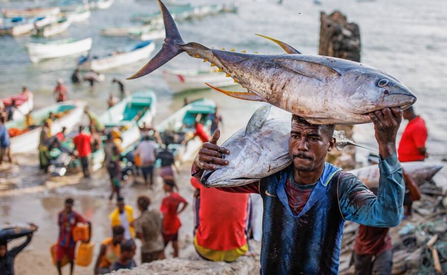 On Friday mornings in Mogadishu a few hundred yards down the shoreline from Liido Beach, Somali fisherman bring in their catch of fresh tuna.