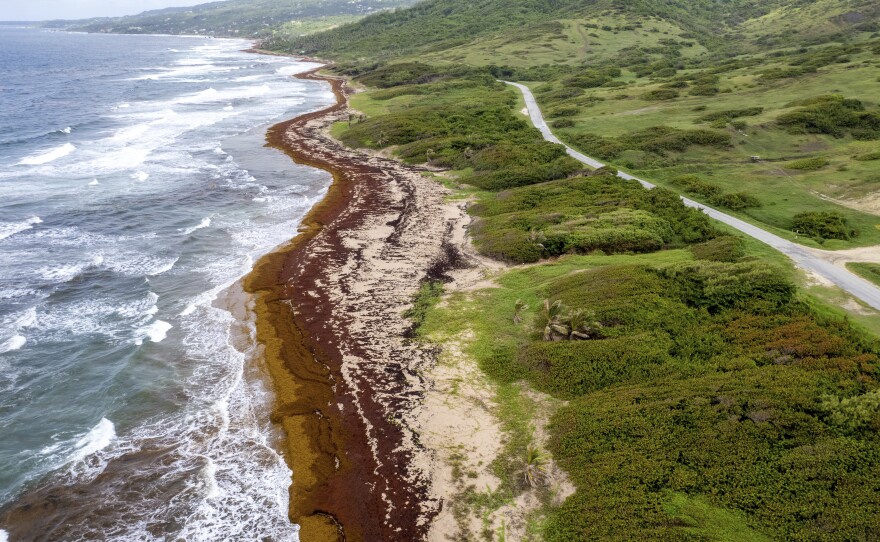 Lakes Beach is covered in sargassum in St. Andrew along the east coast of Barbados on July 27.