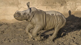 Future, a 19-day-old southern white rhino calf, runs around in the mud at the San Diego Zoo Safari Park, Dec. 9, 2019.