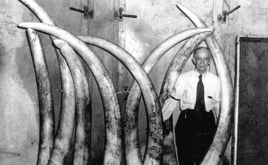 Louis E. Pratt, master ivory cutter for Pratt, Read & Co., shows off eight ivory tusks, April 1, 1955.