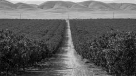 Pistachio orchards marching toward the horizon, owned by America's richest farmers, Lynda and Stewart Resnick, in this undated photo.  