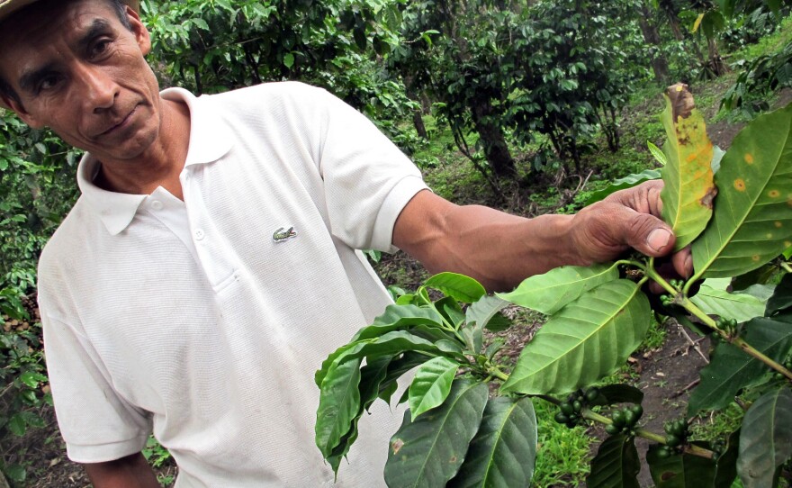 Worker Rigoberto Umul turns up leaves on a coffee bush at a farm near San Pedro Yepocapa, Guatemala, to show the leaf rust that is decimating Central American coffee crops, on May 20, 2013.