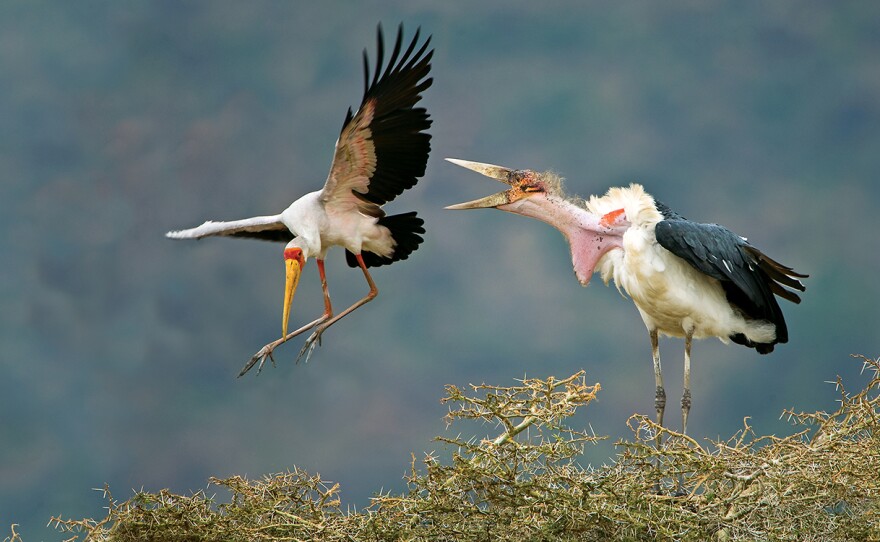 Competition for nesting sites and materials can be intense as mating season approaches. Here a marabu chases off a yellow-billed stork.