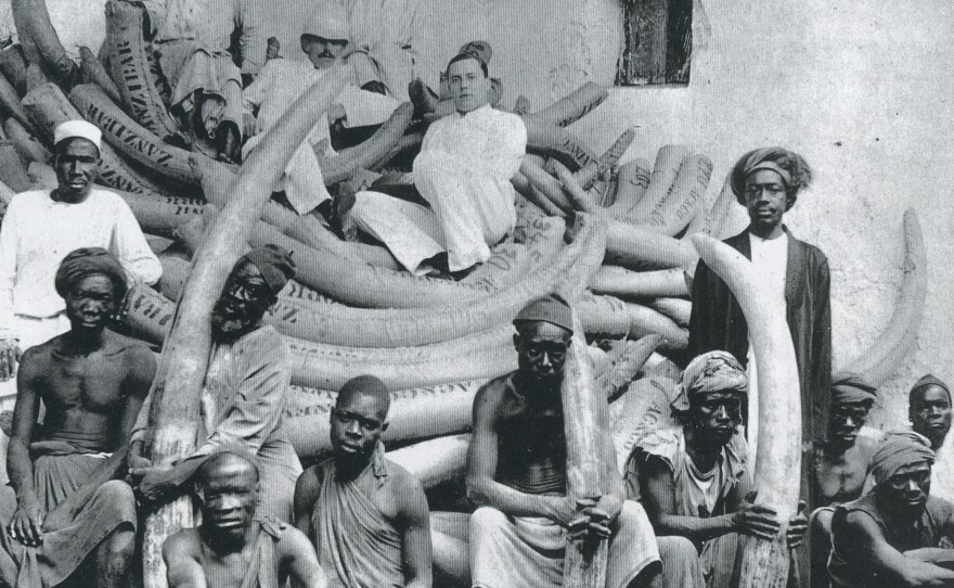 E.D. Moore, ivory buyer for Pratt, Read, reclines atop Zanzibar's largest shipment of tusks — 355 tusks weighing 22,000 pounds, circa 1890-1910.