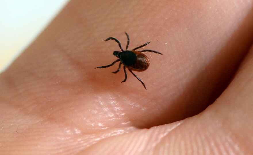 A vaccine candidate for Lyme disease is moving through the clinical pipeline, as the tick-borne disease spreads to new areas. Here, a tick is seen at the French National Institute of Agricultural Research.